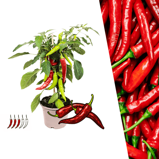 Rote Paprikapflanze - Capsicum annuum - Spanischer Pfeffer - Ø14cm - ↨45cm 