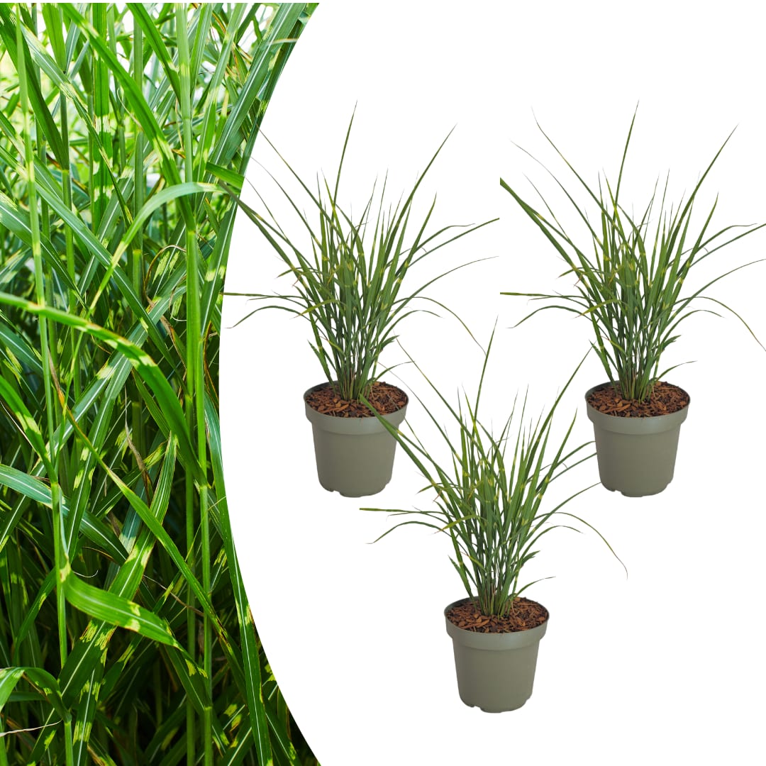 3x Zebraschilf Zebrinus – Miscanthus sinensis – Winterhartes Ziergras 12cm – Dekoratives Chinaschilf mit gestreiftem Laub