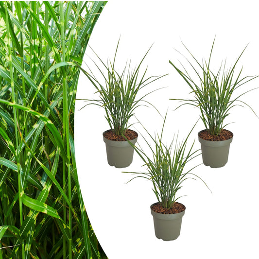 3x Zebraschilf Zebrinus – Miscanthus sinensis – Winterhartes Ziergras 12cm – Dekoratives Chinaschilf mit gestreiftem Laub
