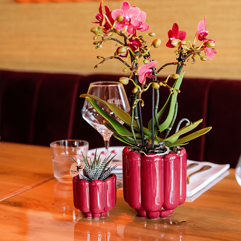 Kolibri Orchids | Rote Congo Orchidee + Retro roter Übertopf – Topfgröße Ø9cm | blühende Zimmerpflanze – frisch vom Züchter 