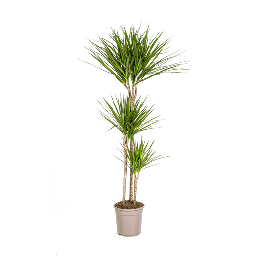 Drachenbaum Dracaena Marginata Green – Zimmerpflanze – Ø24cm – 130-150cm hoch – Schlanke, dunkelgrüne Blätter – Pflegeleicht & modern 