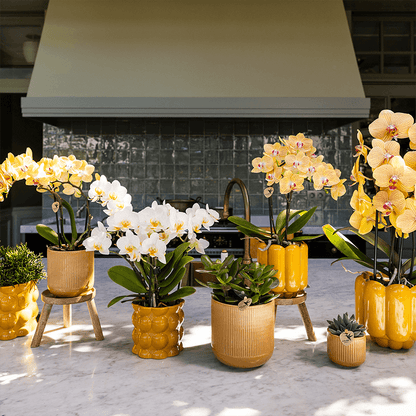 Kolibri Orchids | Sunny Bunny Orchidee gelb/rosa + Retro ocker Übertopf – Topfgröße Ø12cm | blühende Zimmerpflanze – frisch vom Züchter 
