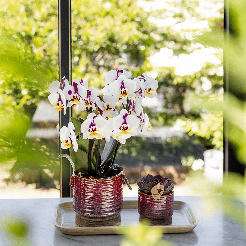 Kolibri Orchids | Geschenkset Aura | Rosa Phalaenopsis-Orchidee Congo mit Grüner Pflanze in Aura-Ziertöpfen auf Bambustablett 