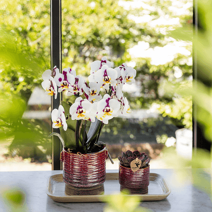 Kolibri Orchids | Geschenkset Aura | Rosa Phalaenopsis-Orchidee Congo mit Grüner Pflanze in Aura-Ziertöpfen auf Bambustablett 