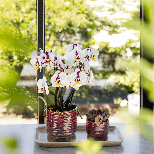Kolibri Home | Aura sierpot - Ø6cm 