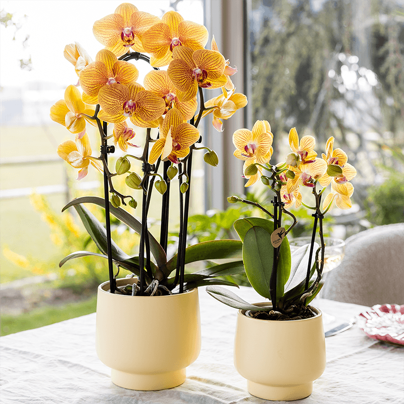 Kolibri Orchids | Orange Phalaenopsis-Orchidee Topfgröße Ø12cm | Sunny Bunny | Blühende Zimmerpflanze – Frisch vom Züchter 