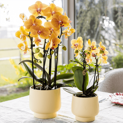 Kolibri Orchids | Orange Phalaenopsis-Orchidee Topfgröße Ø12cm | Sunny Bunny | Blühende Zimmerpflanze – Frisch vom Züchter 
