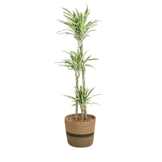 Dracaena Deremensis White Stripe mit Korb Ø24cm - ↕130 - 150cm 