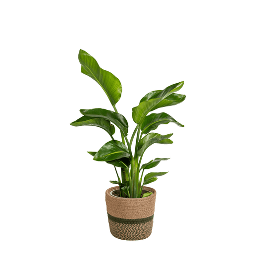 Strelitzia Nicolai mit Korb Ø21cm - ↕90 - 110cm 
