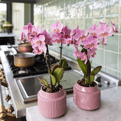 Kolibri Orchids | KOMBI-ANGEBOT mit 2 Phalaenopsis-Orchideen - Treviso - Topfgröße Ø9cm | Blühende Zimmerpflanze - Frisch vom Züchter 