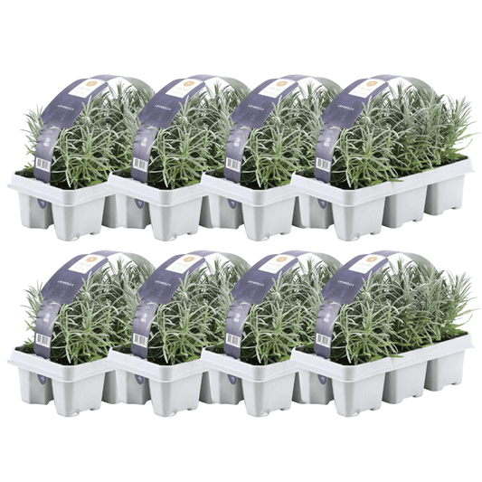 Echter Lavendel – Lavandula angustifolia – Ø7cm x H15cm – 48 Pflanzen – Duftend & pflegeleicht – Für Balkon, Terrasse & Beet – Mediterrane Schönheit 