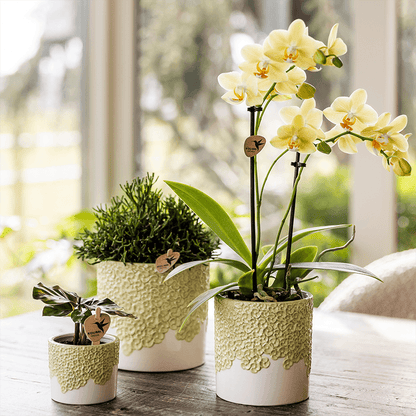Kolibri Company | Kombi‑Deal | Bloom Grün Übertopf‑Set – 6 cm + 9 cm + 12 cm 