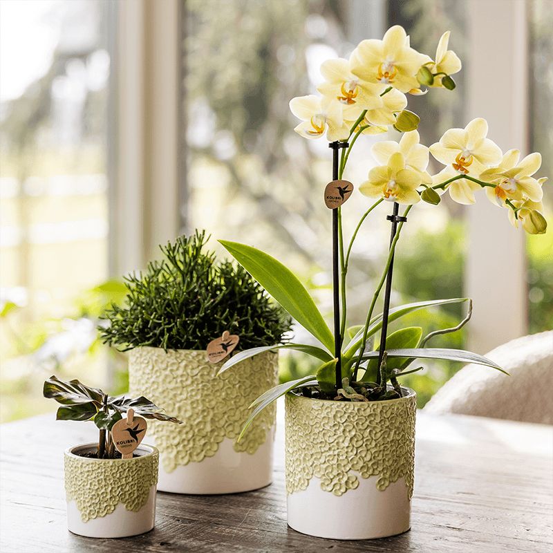 Kolibri Home | Bloom sierpot - Green - Ø9cm 