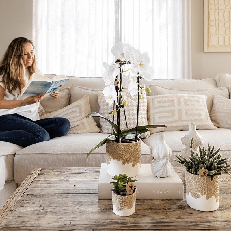 Kolibri Orchids | Weiße Niagara Falls Orchidee + Bloom sand Übertopf – Topfgröße Ø12cm | blühende Zimmerpflanze – frisch vom Züchter 