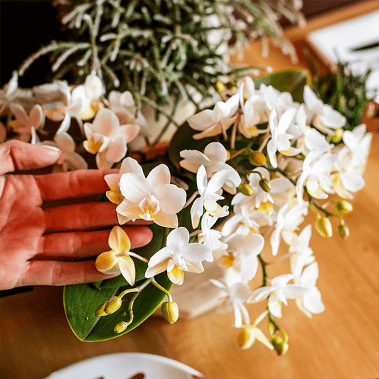Kolibri Orchids | Scandic Copper pot Ø9cm met witte Nazaré orchidee – vers van de kweker 