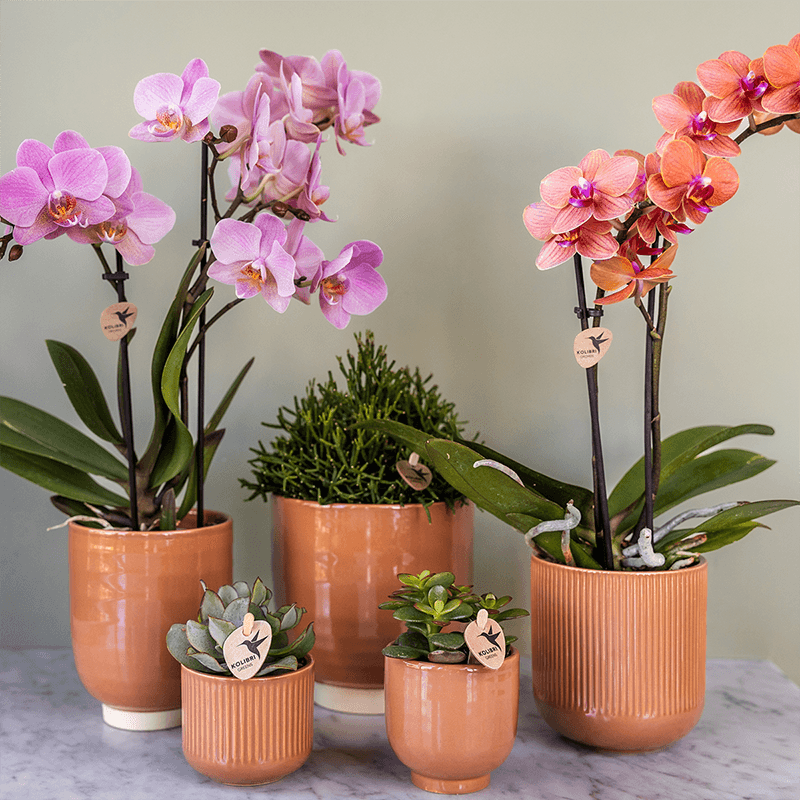 Kolibri Orchids | KOMBI-ANGEBOT mit 2 Phalaenopsis-Orchideen - Treviso - Topfgröße Ø9cm | Blühende Zimmerpflanze - Frisch vom Züchter 