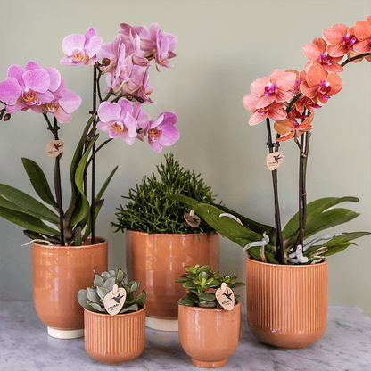 Kolibri Orchids | KOMBI-ANGEBOT mit 2 Phalaenopsis-Orchideen - Treviso - Topfgröße Ø9cm | Blühende Zimmerpflanze - Frisch vom Züchter 