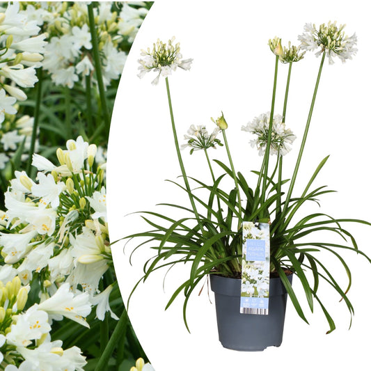 Agapanthus Everwhite Ø23cm