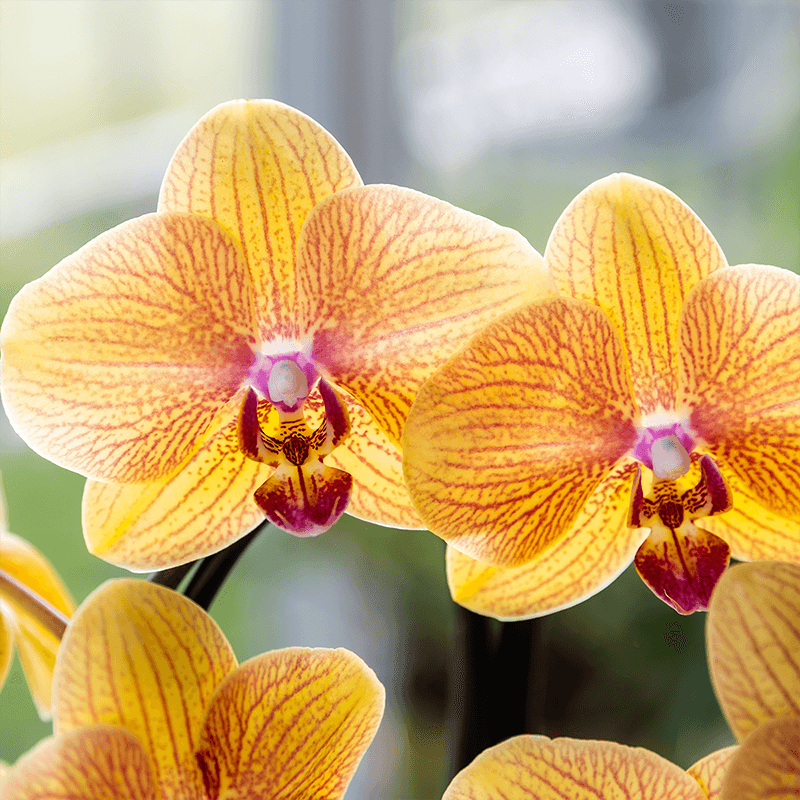 Orchidee mit Übertopf Peach Blühende Phalaenopsis Zimmerpflanze im pfirsichfarbenen Dekotopf Ø12cm