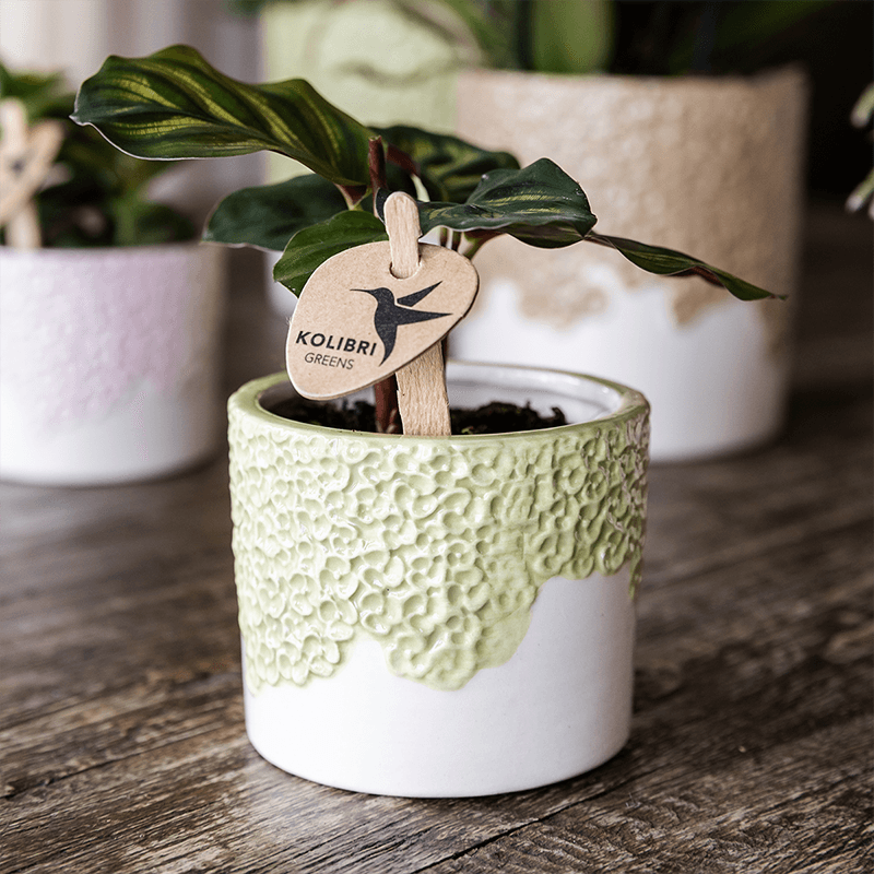 Kolibri Home | Bloom sierpot - Green - Ø6cm 