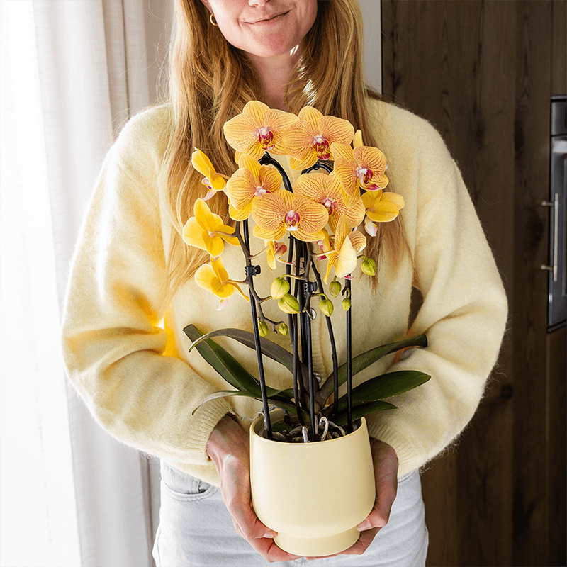 Kolibri Orchids | Orange Phalaenopsis-Orchidee Topfgröße Ø12cm | Sunny Bunny | Blühende Zimmerpflanze – Frisch vom Züchter 