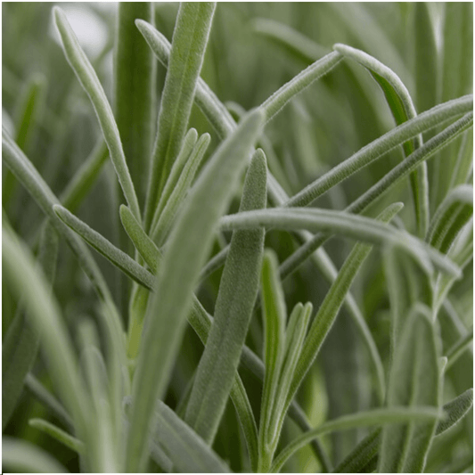 Echter Lavendel – Lavendel angustifolia – 6 Pflanzen – Ø7cm, ↕15cm – Duftend, Pflegeleicht & Winterhart – Für Garten, Balkon & Terrasse 