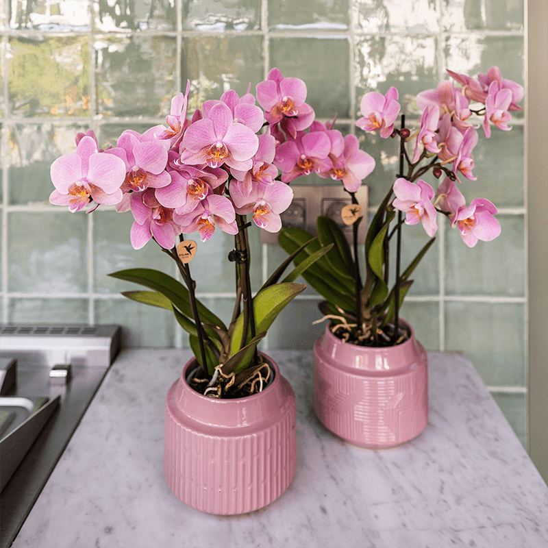 Phalaenopsis Orchideen Treviso – 2 Pflanzen – altrosa Blüten – Ø9cm – Blühende Zimmerpflanzen – Frisch vom Züchter – Elegante
