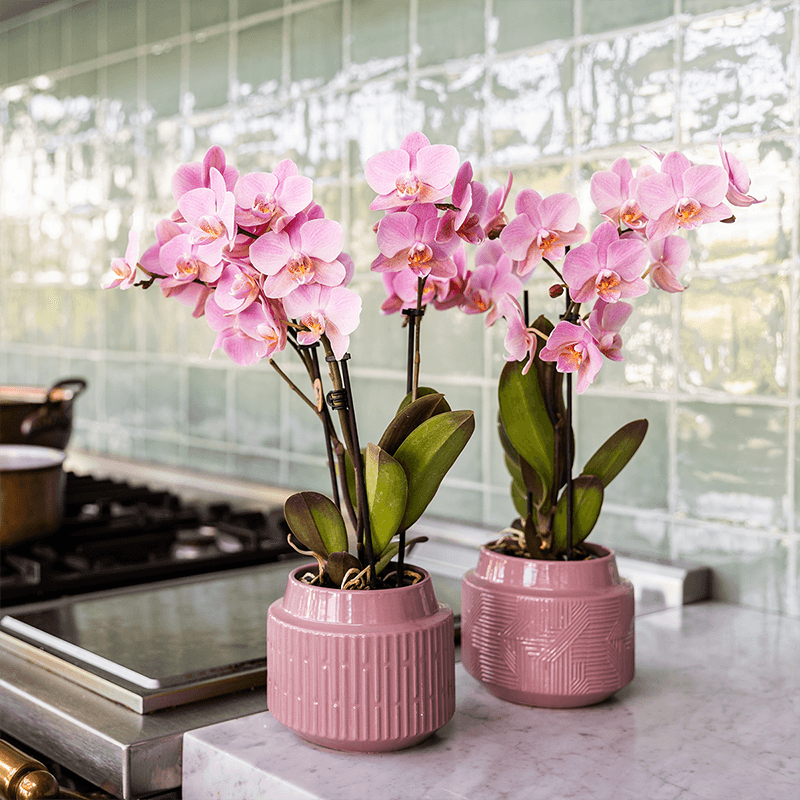 Orchideen Überraschungsbox – 2 Orchideen - 9cm - Frisch vom Züchter - Perfektes Geschenk & Pflanzen-Überraschung 