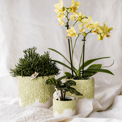 Kolibri Company | Kombi‑Deal | Bloom Grün Übertopf‑Set – 6 cm + 9 cm + 12 cm 