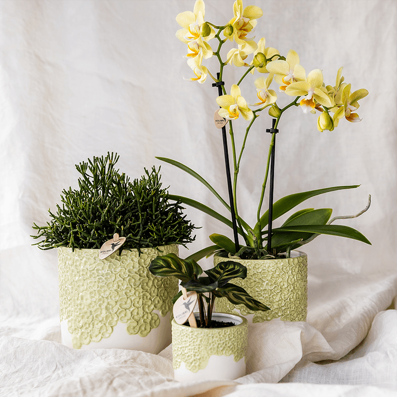 Kolibri Home | Bloom sierpot - Green - Ø12cm 