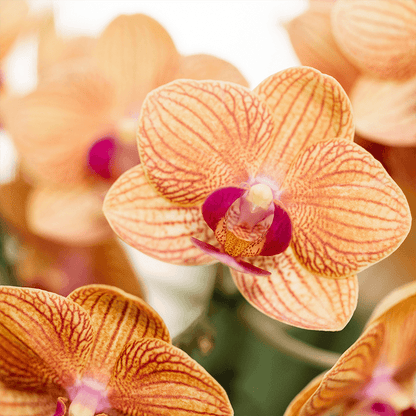 Kolibri Company | Pflanzenset Poppy Orange | Orange Phalaenopsis Orchidee Jamaica und Sukkulente inkl. Keramische Ziertöpfe 