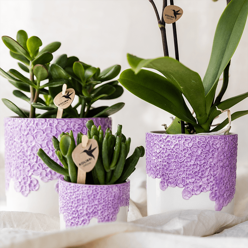 Kolibri Orchids | Violette Vienna Orchidee + Bloom Übertopf violett – Topfgröße Ø9cm | blühende Zimmerpflanze – frisch vom Züchter 