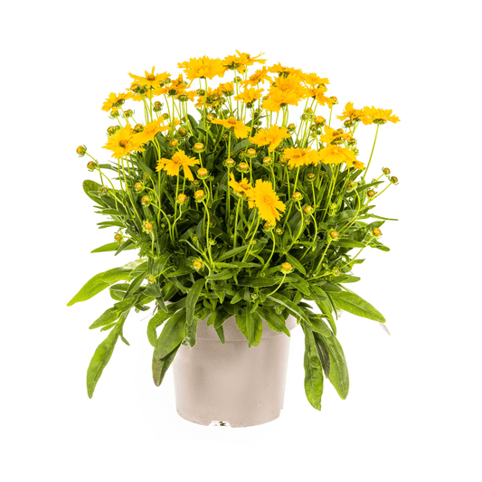 Coreopsis grandiflora – Mädchenauge – Ø 19 cm – Höhe 50–60 cm – Leuchtend gelbe Blüten – Für Beet, Steingarten & Rabatte – Pflegeleicht & sonnenliebend 