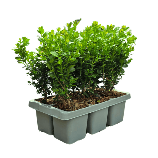 Buchsbaum – Buxus NewGen Freedom – 6 Pflanzen – je ca. 15 cm hoch – Topf Ø7 cm – kompakter, winterharter Strauch – resistent gegen Zünsler & Pilzkrankheiten – ideal für Formschnitt & Hecken 