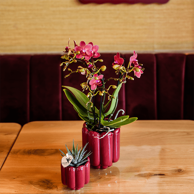 Kolibri Orchids | Rote Congo Orchidee + Retro roter Übertopf – Topfgröße Ø9cm | blühende Zimmerpflanze – frisch vom Züchter 