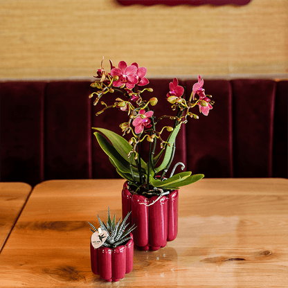 Kolibri Orchids | Rote Congo Orchidee + Retro roter Übertopf – Topfgröße Ø9cm | blühende Zimmerpflanze – frisch vom Züchter 