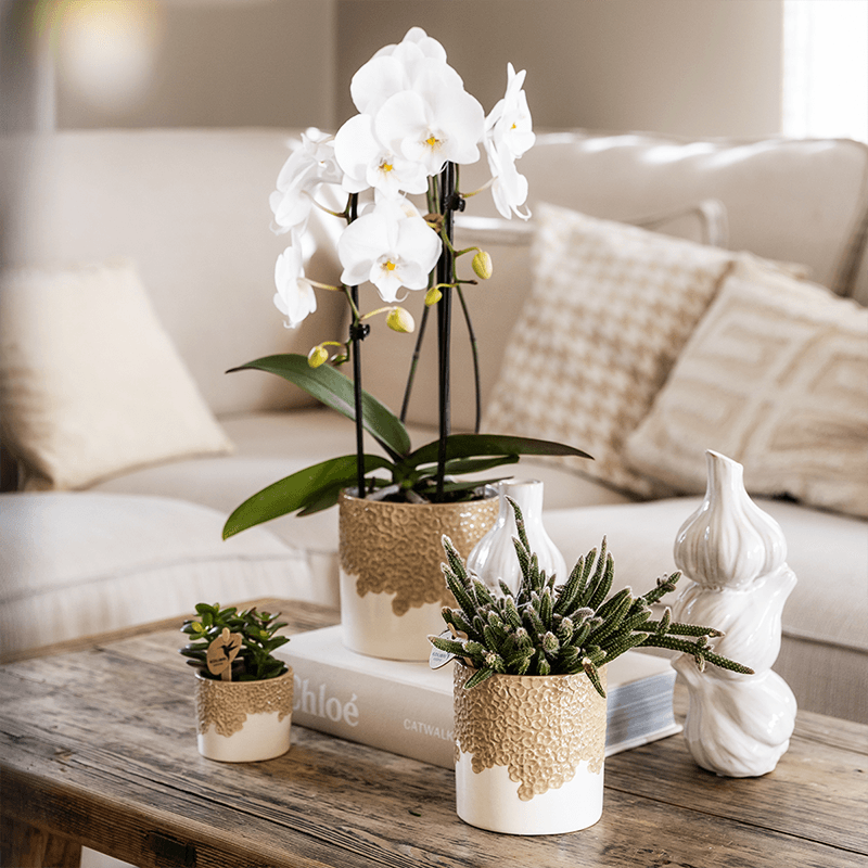Kolibri Orchids | Weiße Niagara Falls Orchidee + Bloom sand Übertopf – Topfgröße Ø12cm | blühende Zimmerpflanze – frisch vom Züchter 