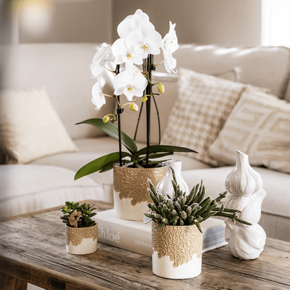 Kolibri Orchids | Weiße Niagara Falls Orchidee + Bloom sand Übertopf – Topfgröße Ø12cm | blühende Zimmerpflanze – frisch vom Züchter 
