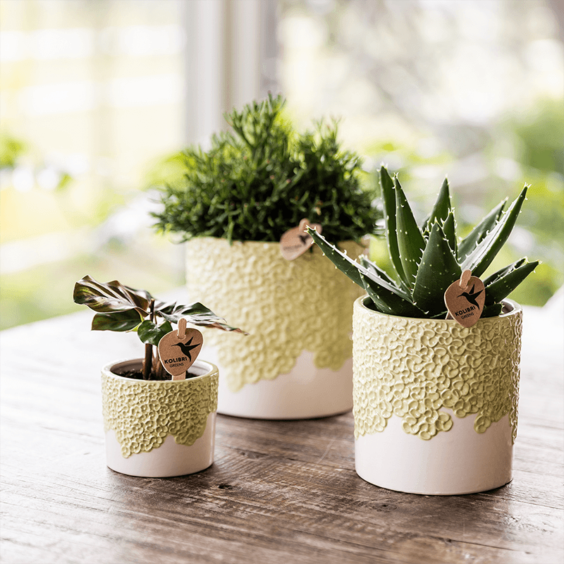 Kolibri Home | Bloom sierpot - Green - Ø12cm 