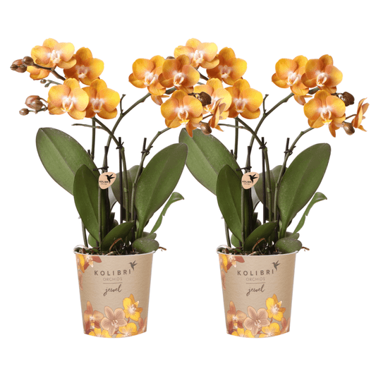 Phalaenopsis-Orchidee - Las Vegas - Topfgröße Ø12cm - Zimmerpflanze - 2 Stück 
