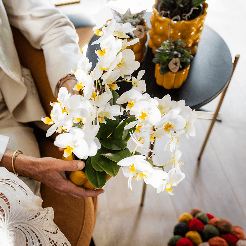 Kolibri Orchids | Pflanzengeschenk gute Besserung | Lausanne-Orchidee mit Topf, Karte & Geschenktasche 