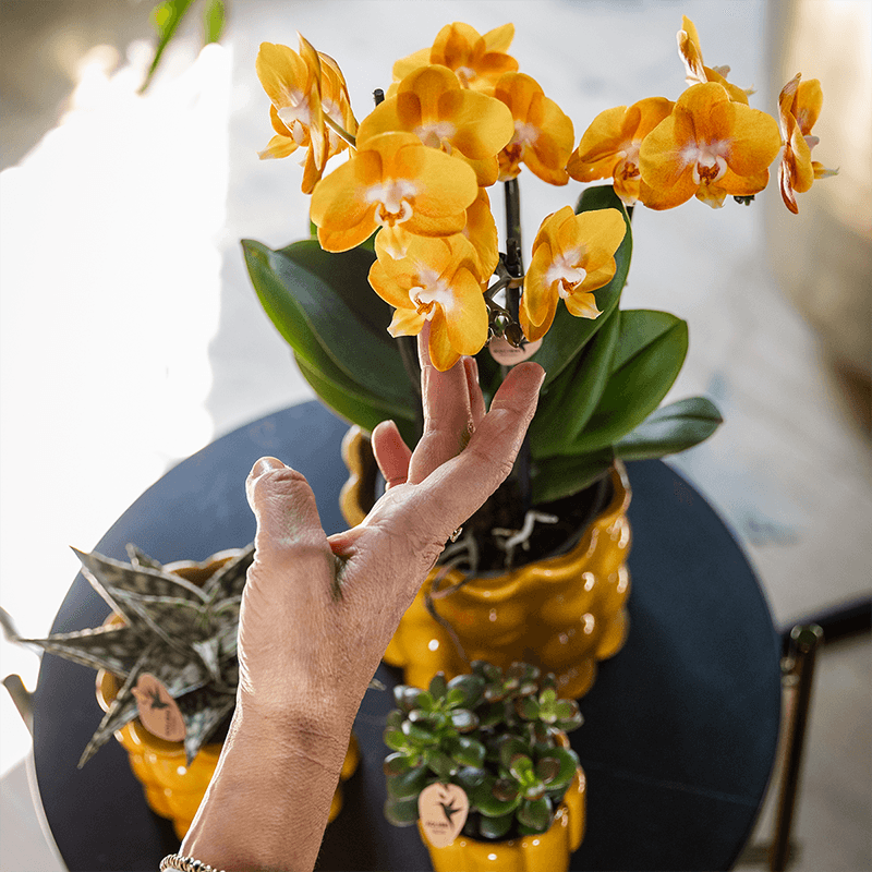 Kolibri Orchids | Orange/gelbe Las Vegas Orchidee + Retro ocker Übertopf | blühende Zimmerpflanze – frisch vom Züchter 