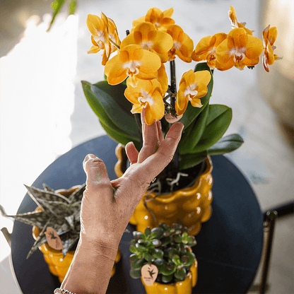 Kolibri Orchids | Orange/gelbe Las Vegas Orchidee + Retro ocker Übertopf | blühende Zimmerpflanze – frisch vom Züchter 
