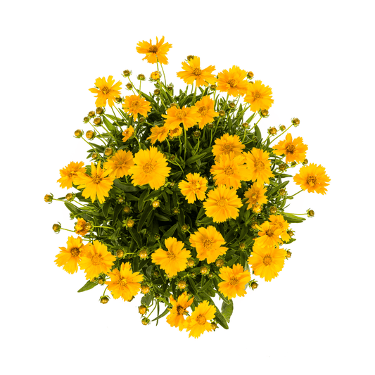 Coreopsis grandiflora – Mädchenauge – Ø 19 cm – Höhe 50–60 cm – Leuchtend gelbe Blüten – Für Beet, Steingarten & Rabatte – Pflegeleicht & sonnenliebend 