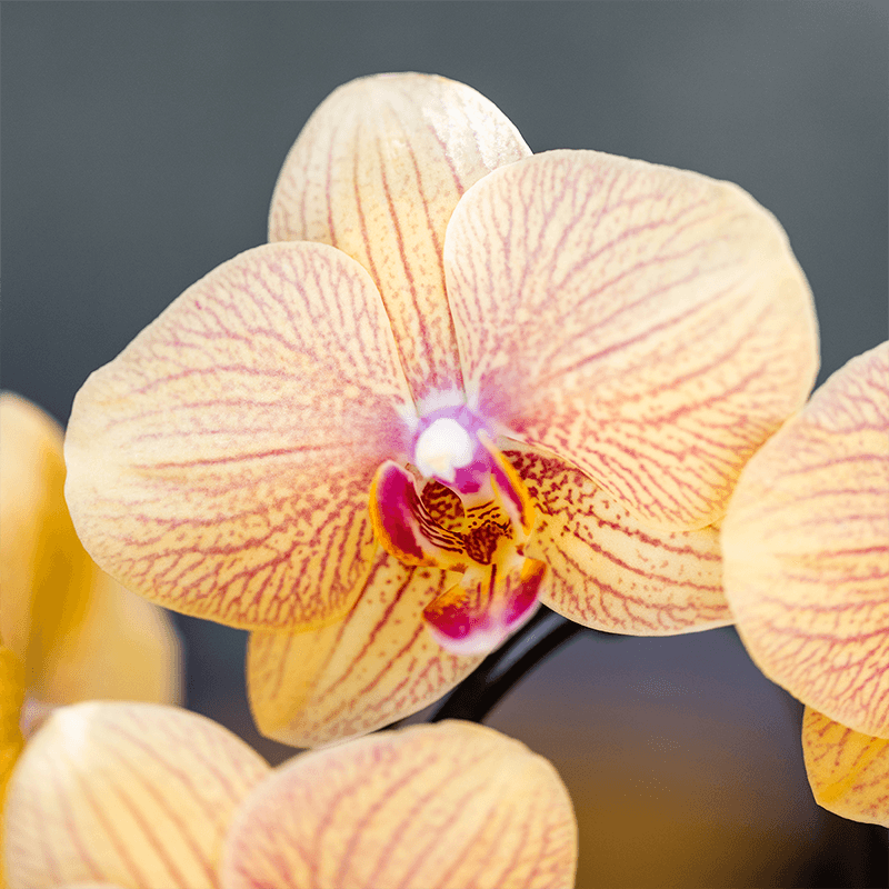 Kolibri Orchids | Sunny Bunny Orchidee gelb/rosa + Retro ocker Übertopf – Topfgröße Ø12cm | blühende Zimmerpflanze – frisch vom Züchter 