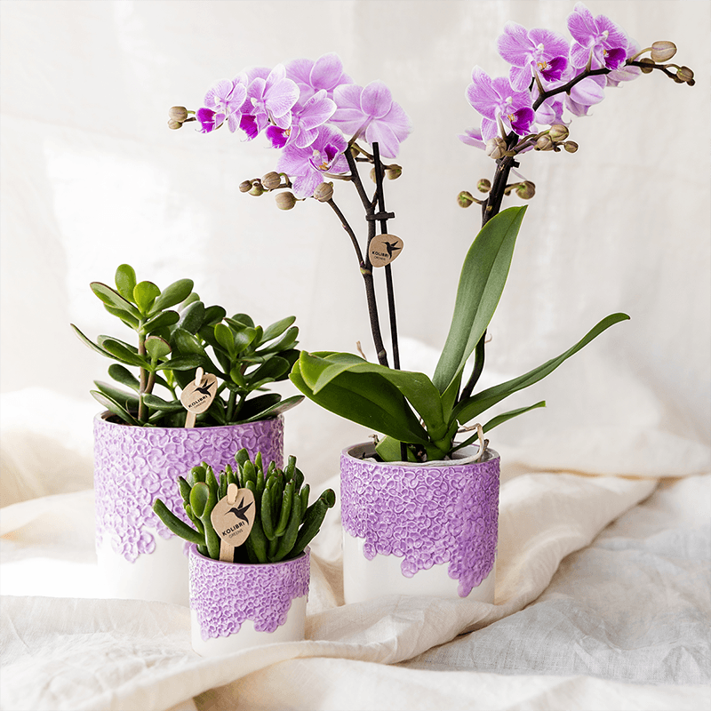 Kolibri Orchids | Violette Vienna Orchidee + Bloom Übertopf violett – Topfgröße Ø9cm | blühende Zimmerpflanze – frisch vom Züchter 