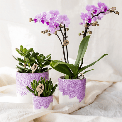 Kolibri Home | Bloom sierpot - Lila - Ø9cm 