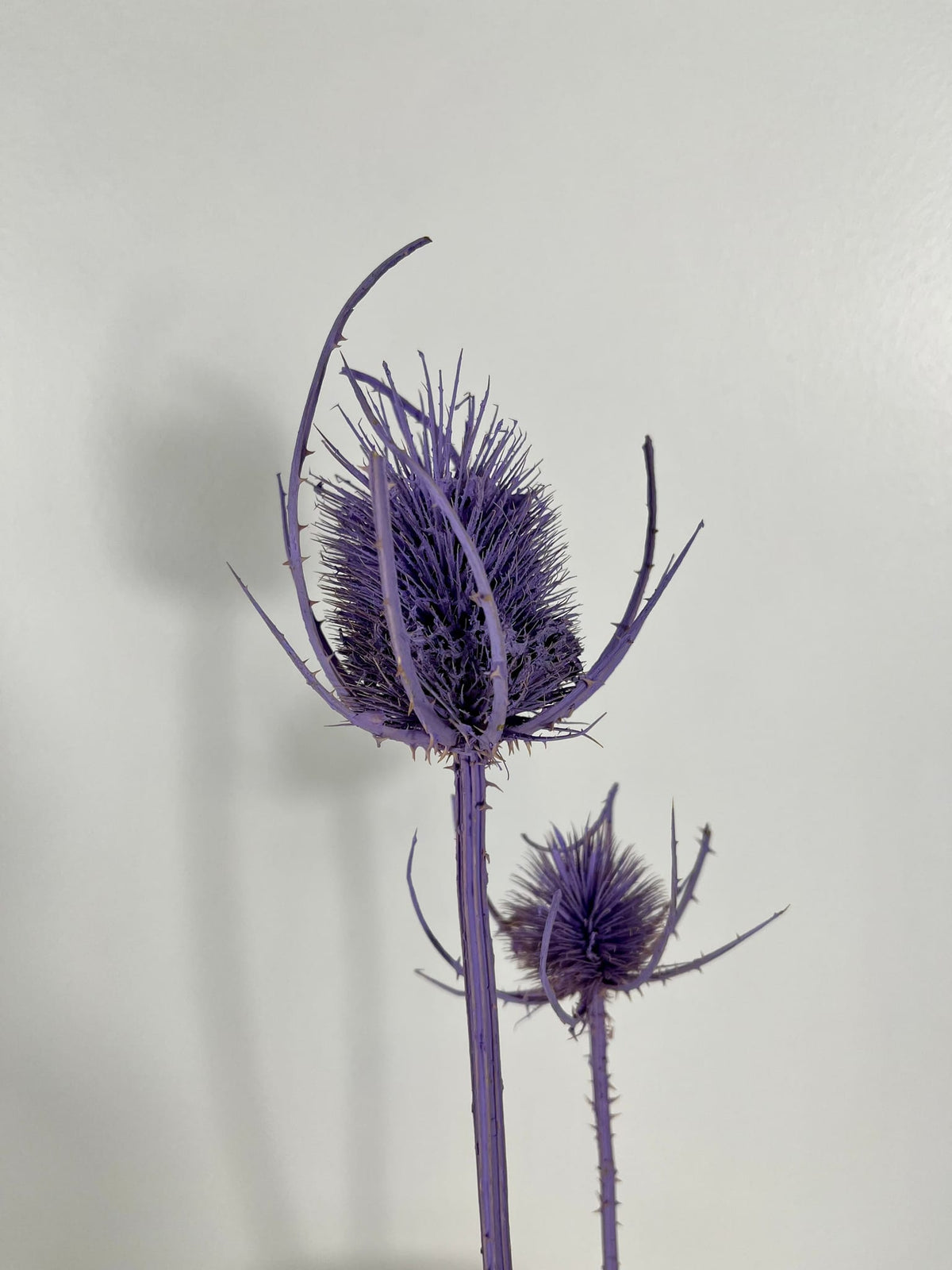 Getrocknete Distel - Cardi 