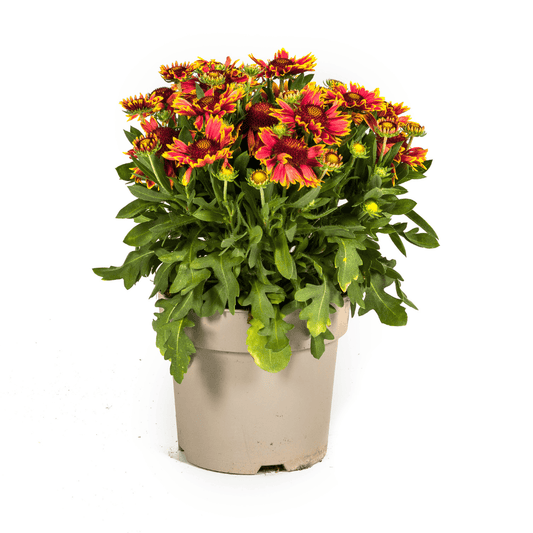Gaillardia aristata – Kokardenblume im Topf Ø19cm – ↕40–50cm – Winterharte Gartenstaude – Bienenfreundlich & pflegeleicht – Für Beet & Naturgarten 