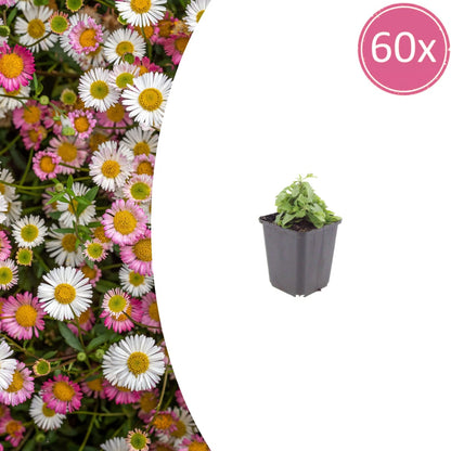 Gänseblümchen Erigeron karvinskianus – 10-25cm – Ø9cm – Langblühende Bodendecker Staude – Ansicht 32